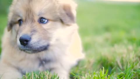 Puppy Dog Outside On Grass Looking Around