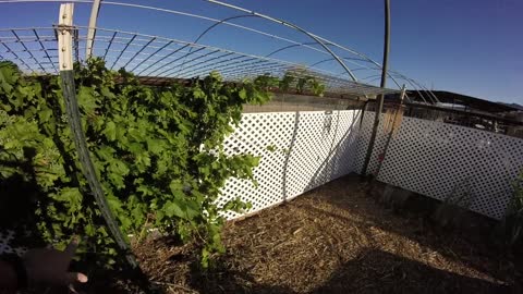 Grape Wire Shack or Grape Arbor Shack Part 2!!