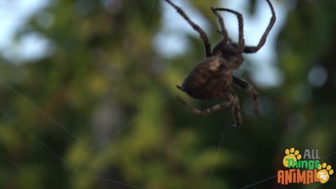 SPIDER KNOWLEDGE FOR KIDS.