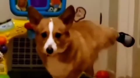 🦴🦴DOG IS FUNNY VIDEO 🦴🦴