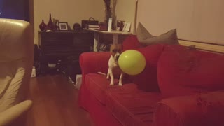 Crazy Jack Russell vs Balloon