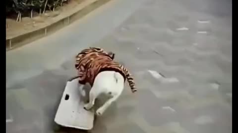 Best Funny Animal Video