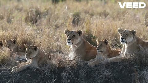 Lions Safari