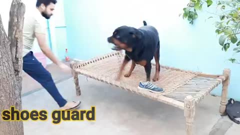 Dog training video||best guard dog breed||well trained rottweiler.