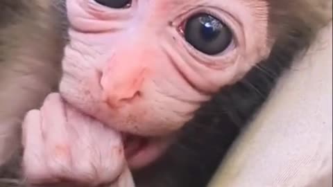 Baby monkey with big eyes