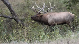 Elk calling