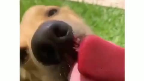 Just cute dogs eating ice cream...