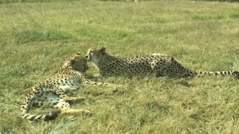 cheetahs era resting
