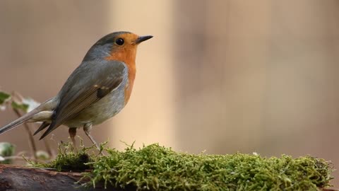 robin, bird, forest