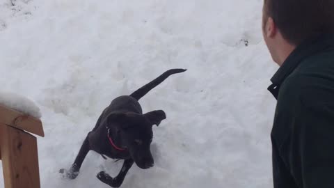 Gunner loves snow