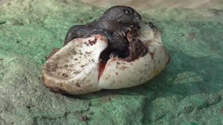 239 Toussaint Wildlife - Oak Harbor Ohio - Turtle Trying To Survive