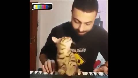 Cat Enjoy Piano With Owner