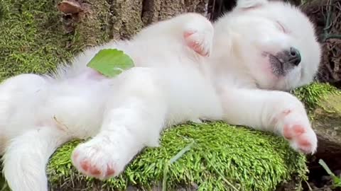 Take a nap under a tree