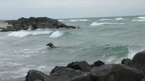 Wow, look at this dog fighting the waves