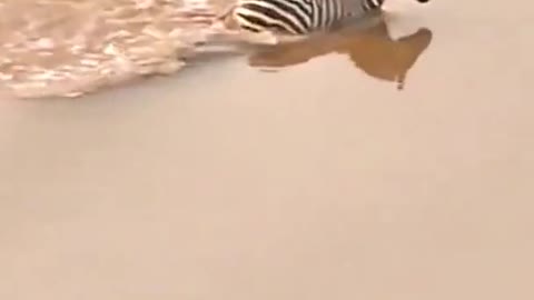 the zebra survival river in crocodile but was killed by african lion