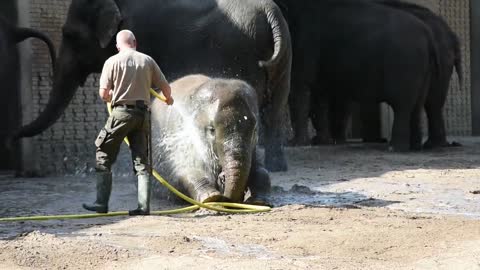 Zookeeper showering a baby elephant