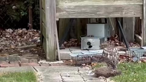 Sharing deer kill with Red Tailed Hawk