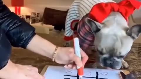 Cute animals doing funny omg dog playing tic toc game