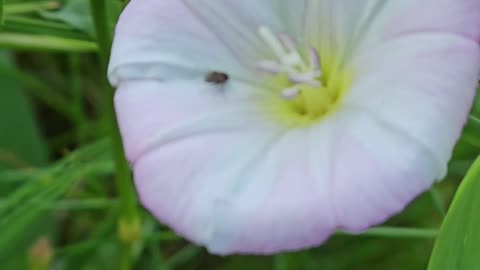 It's just sad to see a shy-fly #mockumentary #nature #wildlife