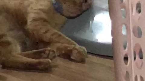 Chillaxing ginger cat
