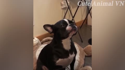 FUNNY ANIMAL VIDEOS - 😂Funniest Cats and Dogs 😺🐶!