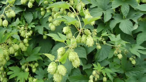 Lúpulo ( Humulus Lupulus ) serve para distúrbios do sono e ansiedade