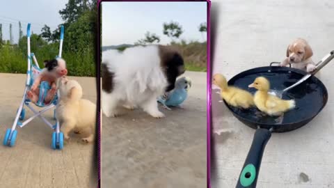 Adorable Puppy taking care of other animals