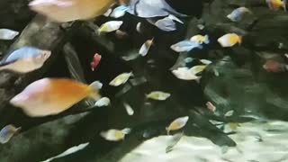Fish Habitat