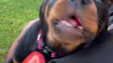 Baby rottweiler eating some strawberries 🍓😍 cutest thing ever!! 🥰