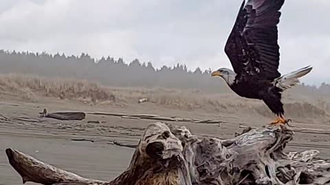Eagle at the Beach Slow Motion Launch to Flight.