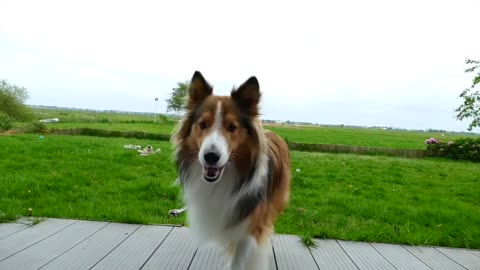 funny dogs video animals videos FIRST YEAR OF A SHELTIE! #Viralfunnychannel