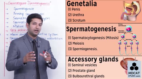 LEC#7 MALE REPRODUCTIVE SYSTEM