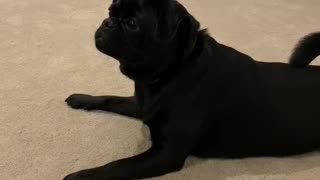 Crazy Pug goes wild in new house