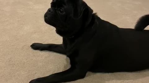 Crazy Pug goes wild in new house