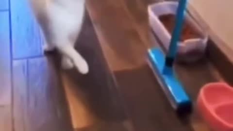 Funny cat acts crippled!
