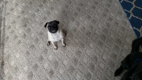 Black Lab sneezes on command and dizzy Pug