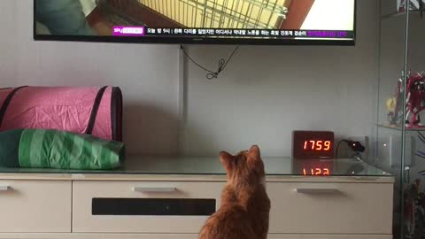 Cat's hobby is watching animal TV