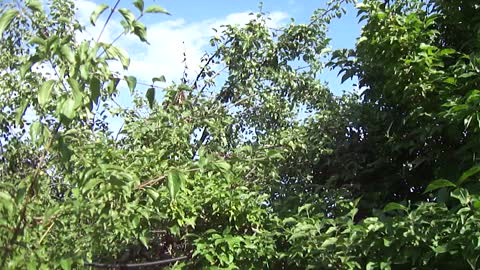 Cornus mas (Cornelian cherry) full of fruits