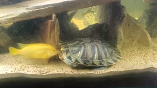Electric Yellow Lab vs Red Eared Slider! Lol