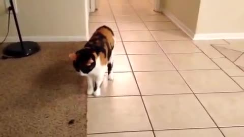 Cat loves to play fetch with owner