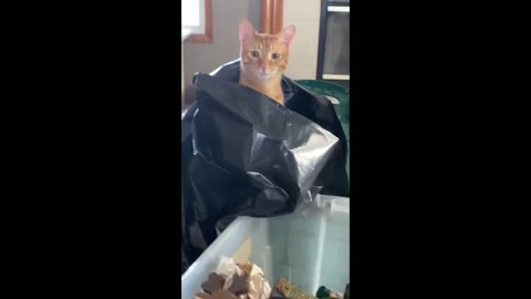 Curious kitty humorously pops out of bag - Our Pets 🐶