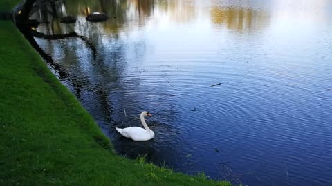 A swan on the lake gathering big branches for its nest