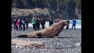 AMAZING GIANT WALRUSE