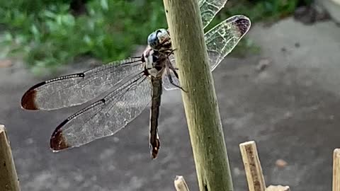 Dragonfly giving me the head tilt 😂
