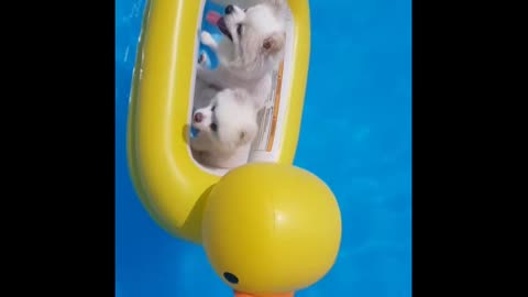 Puppies playing swimming pool
