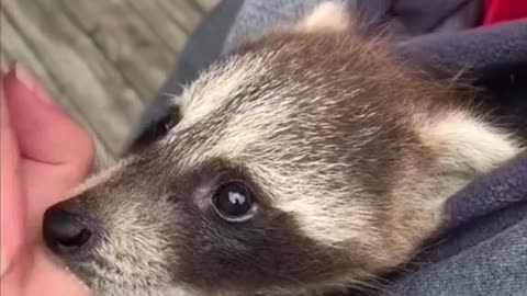 Discover the Unexpected Charm of Raccoons as Pets