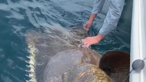 The Massive Fish That Captured a Jumbo Jet 🦈🎣