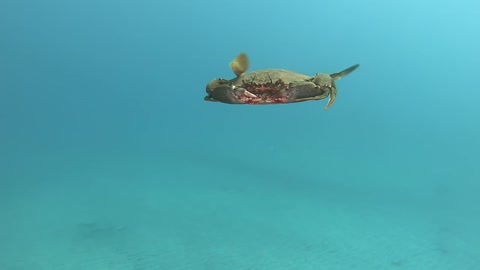 Beautiful a crab swimming