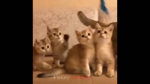 Cute kittnes