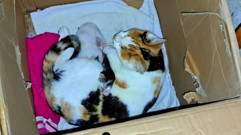 A mother cat nurses and caresses her baby kittens. Beautiful and cute baby kittens
